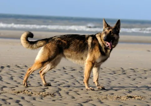 0806 german shepherd 485x340