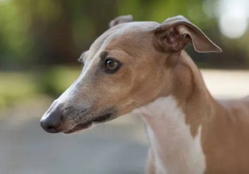 0806 italian greyhound 485x340