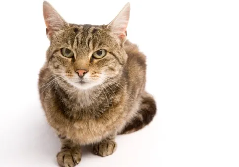 0921 resume mistakes cat 485x340