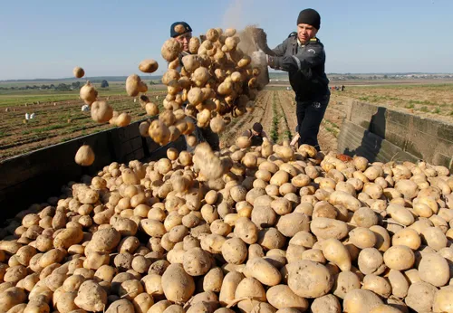 1 potatoes beets radishes and carrots 462