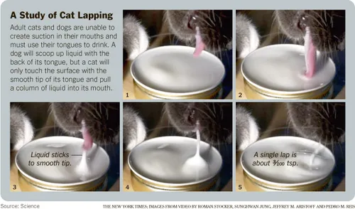 12cats graphic popup v2