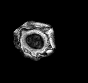 2012 10 02 pricklypear