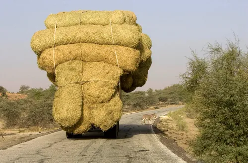 a truck carrying rice stalks is headed to nouakchott mauritania