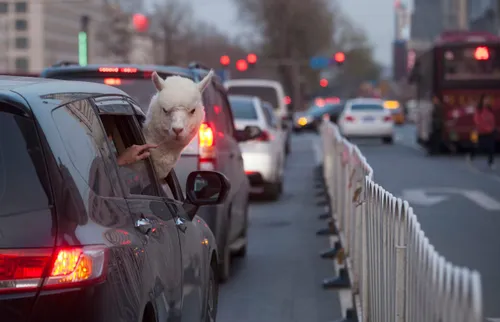 an alpaca looks out from a car on a busy street in changchun china a newly opened bar in changchun rented the 5 year old male alpaca from australia hoping to attract more customers