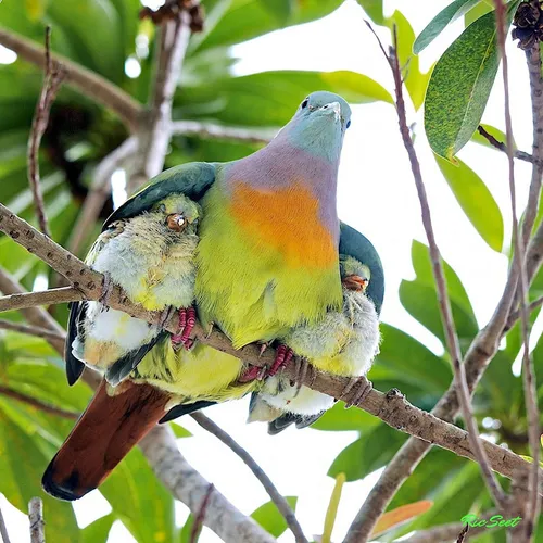 animal parents 4