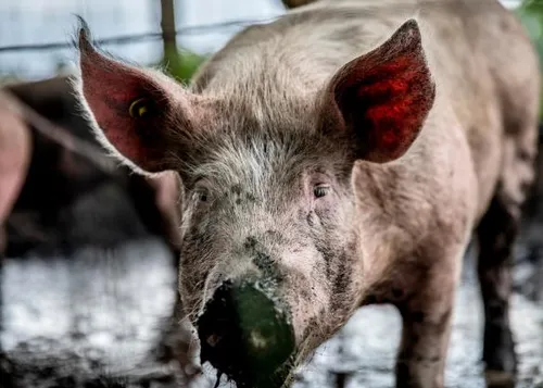 anp 413979102 584x417