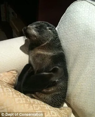 article 2073557 0f286d3c00000578 773 306x375