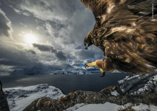 audun rikardsen wildlife photographer of the year 584x415