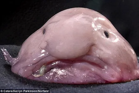 blobfish