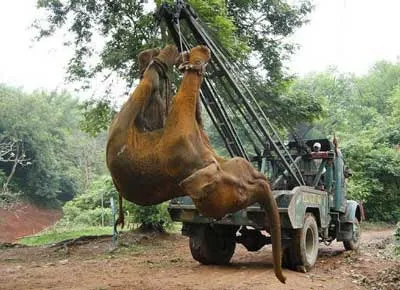 deadelephant
