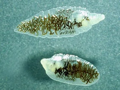 dicrocoelium dendriticum the parasitic fluke that turns ants into night zombies