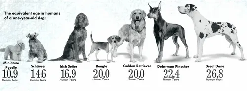 dogsages