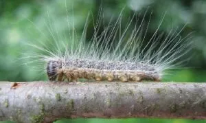 eikenprocessierups 300x179