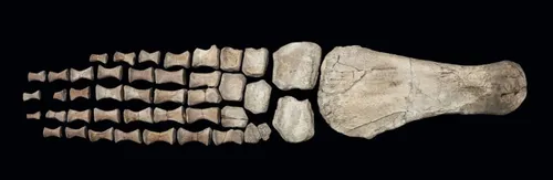 fossilearth 00614129710951413217210