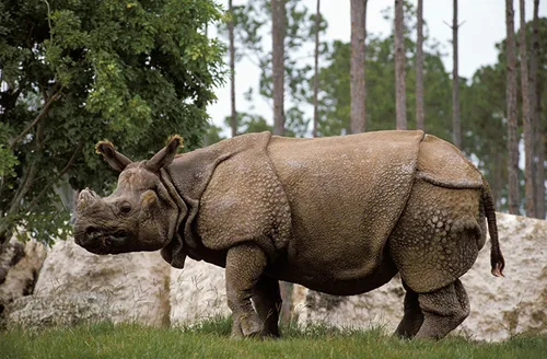 indian greater one horned 001