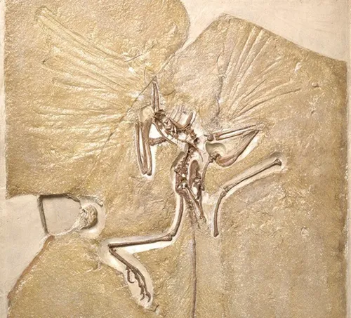 loiwfossilearth 00714129710961413216910