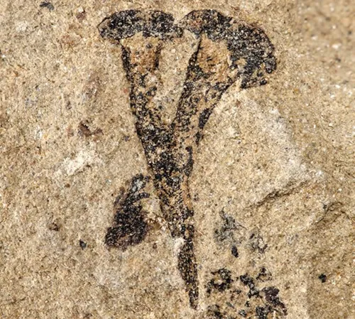 lowfossilearth 00314129710911413216911