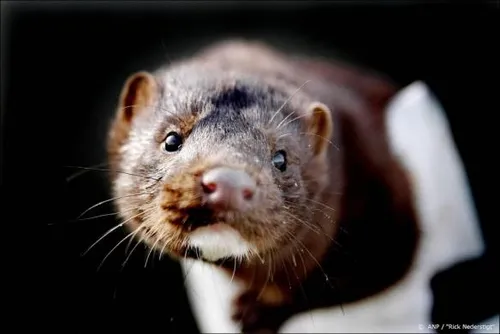 nertsenfokkerijen met coronabesmettingen worden geruimd1591178427 584x390