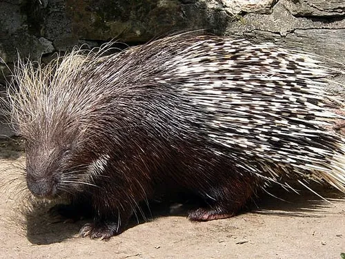 porcupine main full