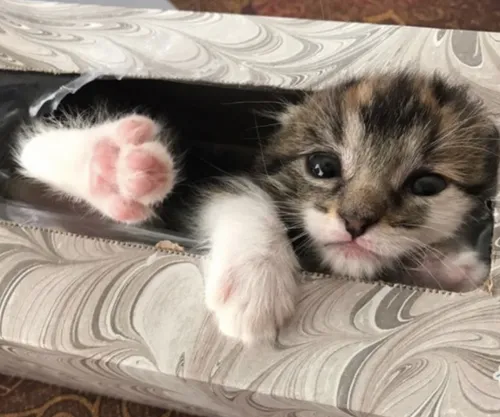 schermafbeelding 2017 05 14 om 082542 584x487