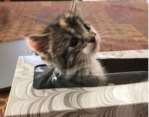 schermafbeelding 2017 05 14 om 082553 584x458