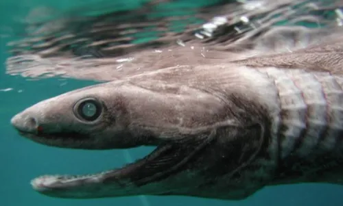 schermafbeelding 2017 11 14 om 064443 584x352