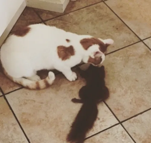 screenshot 18 584x553