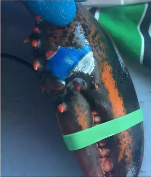 screenshot 2017 11 30 at 114722 584x685