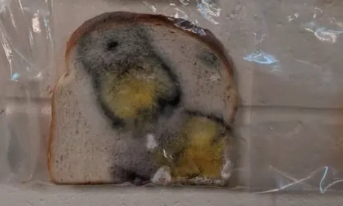 screenshot 8 584x352