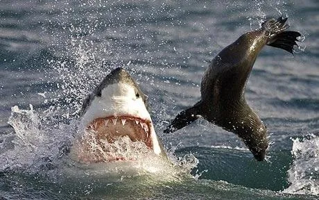 sealhuntgreatwhiteshark