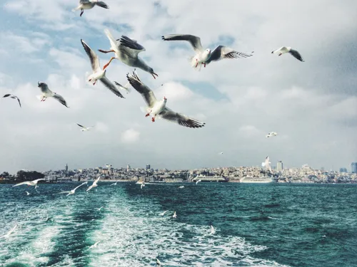 slide 412990 5219080 free