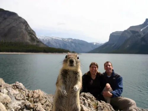 squirrel photobomb banff