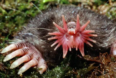 starnosedmole