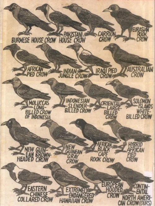 tumblr lrdtqsw1qy1qh9jr9o1 500