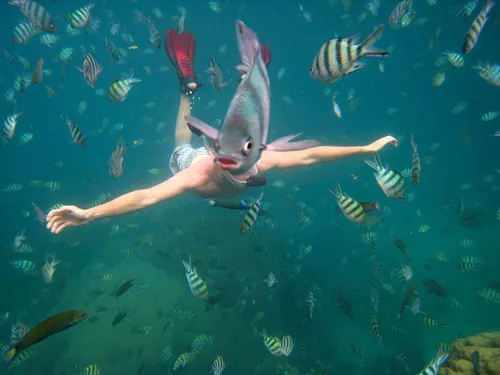 underwater fish photobomb animal photobombs