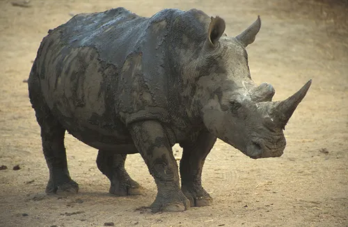 white rhino 002