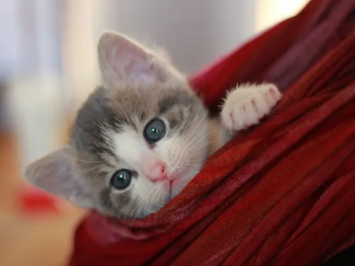 cover r4x3w1200 57df3ecfa90c4 pourquoi les chatons et les chiots ont ils les yeux bleus