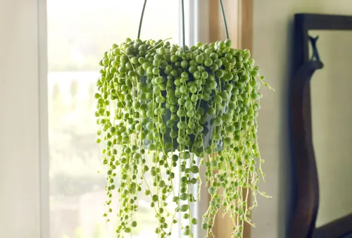 BHG-How-to-Grow-and-Care-for-String-of-Pearls-Plant-101013958-ec44a47102af4e52ab067f21cc26efc2