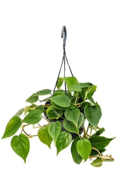 philodendron_scandens_hangplantje_1