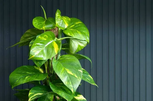 scindapsusplus-slide-6.960x0