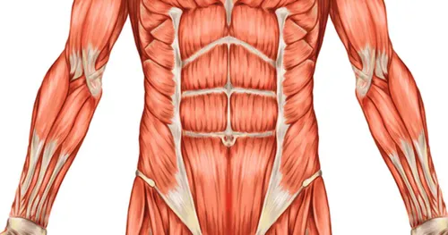 core-muscles