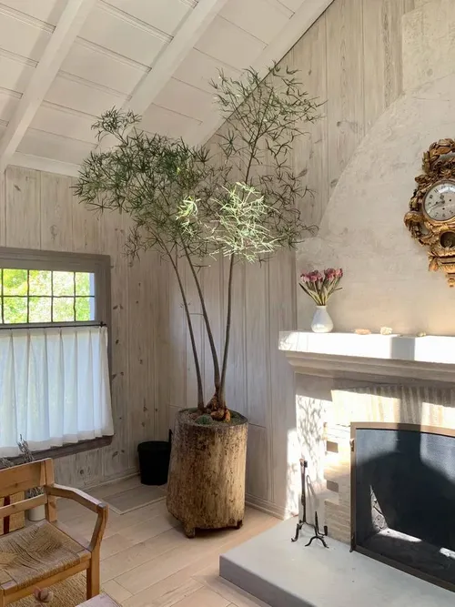 Triple+Brachychiton+L+in+Naga+Planter