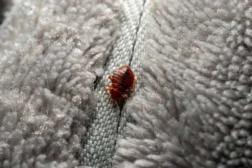 shutterstock_2644077809