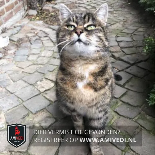 50631265 1948260278606529 1994548993689911296 n