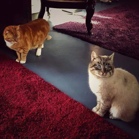 52875298 320940458608306 7714251972219502592 n