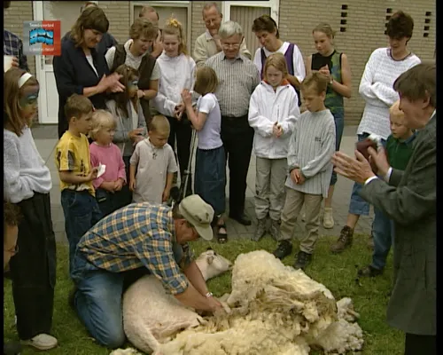 no 2 schapen scheren kinderboerderij 2001