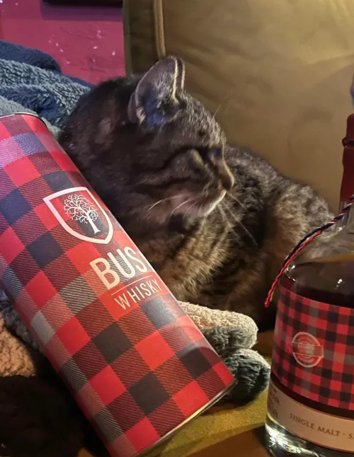 kat whisky van bus whisky