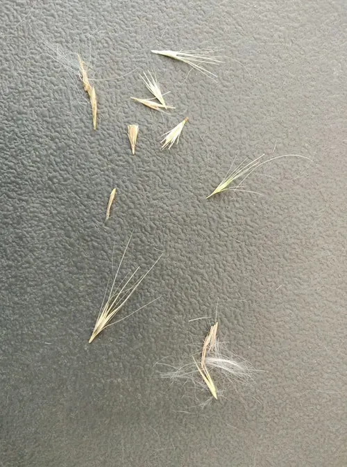 220798244 img 20200817 wa0010