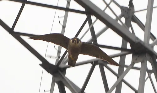 buizerd 02 rembert weijers 02