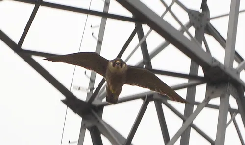 buizerd 02 rembert weijers 02